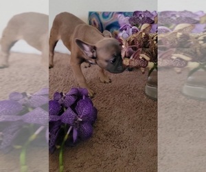 French Bulldog Puppy for sale in ATLANTA, GA, USA