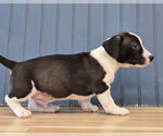 Small #2 Dachshund Mix