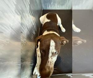 Labrador Retriever-Unknown Mix Dogs for adoption in San Antonio, TX, USA