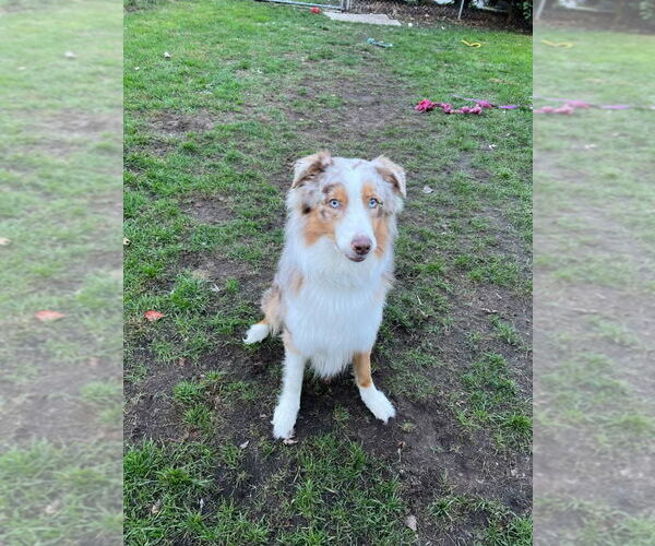 Medium Photo #4 Australian Shepherd Puppy For Sale in Muskegon, MI, USA