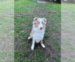 Small #3 Australian Shepherd