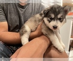 Small Photo #16 Siberian Husky Puppy For Sale in KANSAS CITY, MO, USA