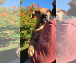 Small #1 Labrador Retriever Mix