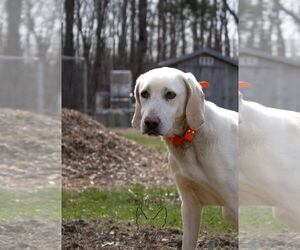 Mutt Dogs for adoption in Rustburg, VA, USA