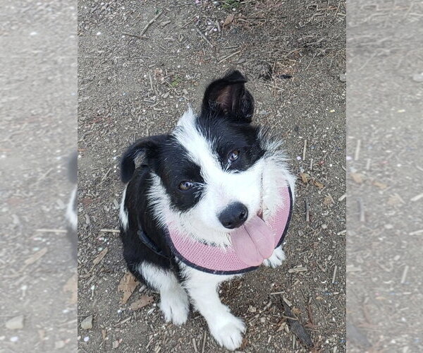 Medium Photo #6 Mutt Puppy For Sale in San Diego, CA, USA