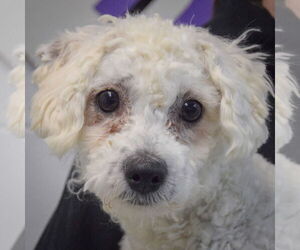 Bichon Frise-Unknown Mix Dogs for adoption in Huntley, IL, USA