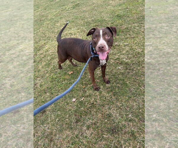 Medium Photo #3 American Staffordshire Terrier-Labrador Retriever Mix Puppy For Sale in Pierceton , IN, USA