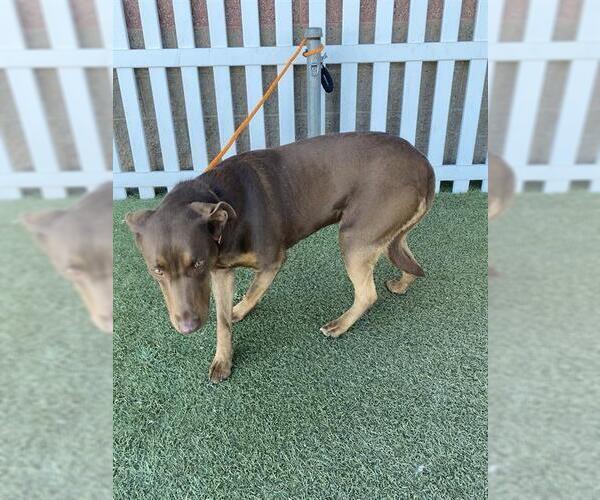 Medium Photo #1 Labrador Retriever Puppy For Sale in Modesto, CA, USA