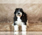 Small Photo #15 Schnauzer (Miniature) Puppy For Sale in WARSAW, IN, USA