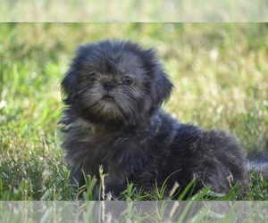 Shih Tzu Puppy for sale in PALM COAST, FL, USA