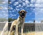 Small Mastiff