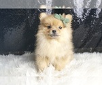 Puppy Butterscotc AKC Pomeranian