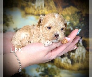 Maltipoo Puppy for sale in WINNSBORO, LA, USA