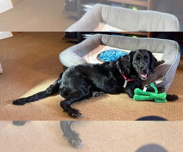 Medium Photo #7 English Springer Spaniel-Unknown Mix Puppy For Sale in Rootstown, OH, USA