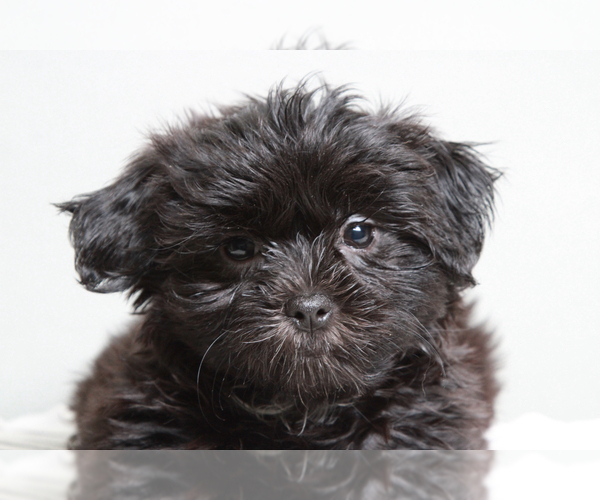 Medium Photo #3 Mal-Shi Puppy For Sale in MARIETTA, GA, USA