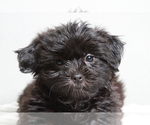Small Photo #3 Mal-Shi Puppy For Sale in MARIETTA, GA, USA