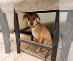 Small #4 Mutt