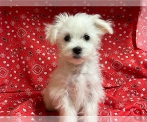 Maltese Puppy for sale in JONESTOWN, TX, USA