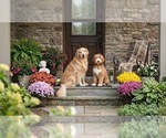 Bella - Female Goldendoodle (Miniature) Puppy for Sale - Photo #3