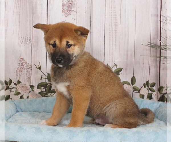 Medium Photo #1 Shiba Inu Puppy For Sale in PENNS CREEK, PA, USA