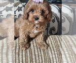 Small #2 Cavapoo (Miniature)
