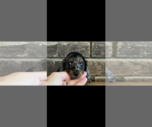 Medium Photo #4 Dachshund Puppy For Sale in NILES, MI, USA