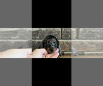 Small #3 Dachshund