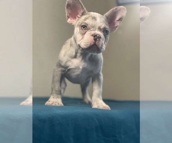 Medium Photo #17 French Bulldog Puppy For Sale in ATLANTA, GA, USA