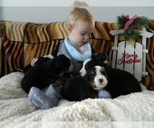 Bernese Mountain Dog Puppy for Sale in CLARE, Michigan USA