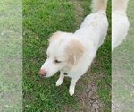 Small #10 Great Pyrenees Mix