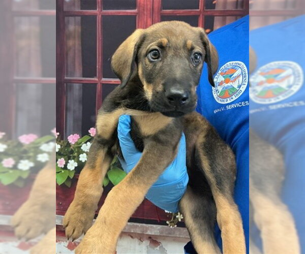 Medium Photo #1 German Shepherd Dog-Unknown Mix Puppy For Sale in San Bernardino, CA, USA