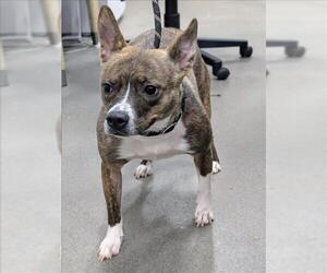 Boglen Terrier Dogs for adoption in Forestville, MD, USA