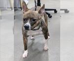 Small Boglen Terrier