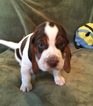 Small Photo #1 Beagle Puppy For Sale in PINCKNEY, MI, USA