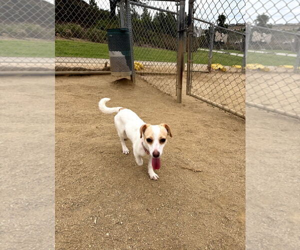 Medium Photo #4 Chihuahua-Unknown Mix Puppy For Sale in Escondido, CA, USA