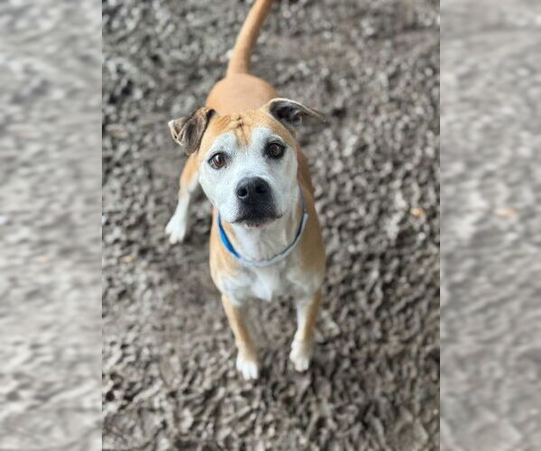 Medium Photo #3 Mutt Puppy For Sale in Riverside, CA, USA