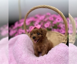 Cavapoo Puppy for sale in ELKTON, KY, USA