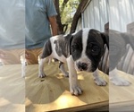 Small #2 American Bulldog