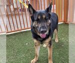Small #1 German Shepherd Dog Mix