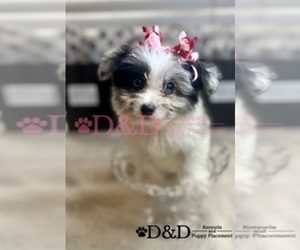 Aussiedoodle-Doodle Mix Puppy for sale in RIPLEY, MS, USA