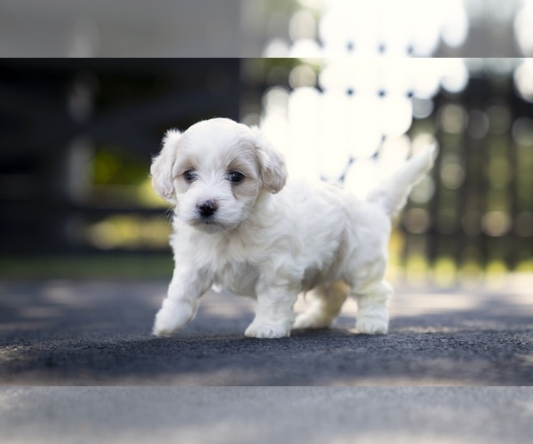 Medium Photo #4 Bichpoo-Maltipoo Mix Puppy For Sale in LEESBURG, VA, USA
