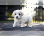Small #3 Bichpoo-Maltipoo Mix
