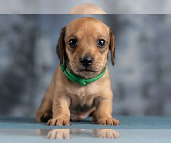 Medium Photo #37 Dachshund Puppy For Sale in CROWLEY, TX, USA