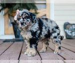 Small #2 Australian Retriever