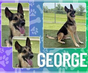 German Shepherd Dog Dogs for adoption in Pearland, TX, USA