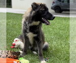 Small #2 Great Pyrenees