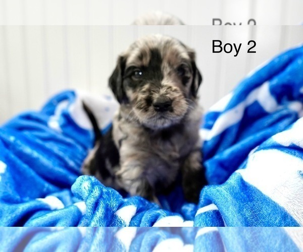Medium Photo #7 Goldendoodle Puppy For Sale in CARTHAGE, TN, USA