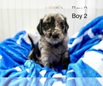 Small #6 Goldendoodle