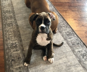 Boxer Puppy for sale in PLEASANT HILL, IL, USA