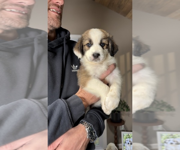 Medium Photo #89 Aussie Pyrenees Puppy For Sale in LEXINGTON, SC, USA
